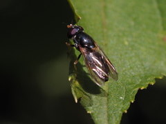 Cheilosia soror