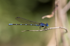 Argia serva