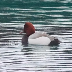 Netta rufina × Aythya ferina