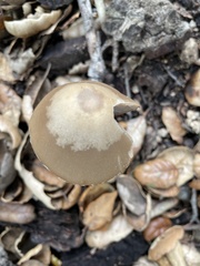 Psathyrella longipes