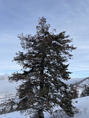 Pseudotsuga menziesii