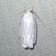 Antaeotricha albulella