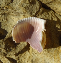 Semicassis undulata