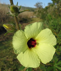 Hibiscus diversifolius diversifolius
