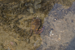 Charybdis hellerii