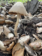 Psathyrella longipes