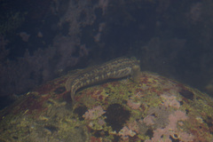Istiblennius dussumieri