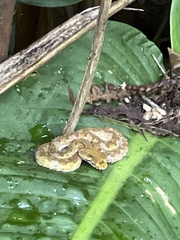 Bothriechis schlegelii