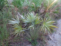 Leucothrinax morrisii