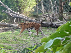 Panthera tigris