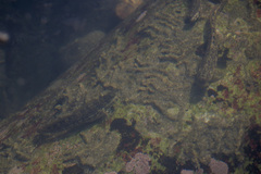 Istiblennius dussumieri