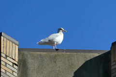 Larus glaucescens