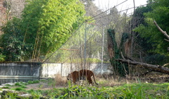 Panthera tigris