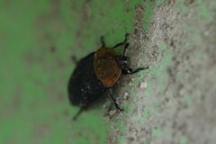 Oiceoptoma thoracicum