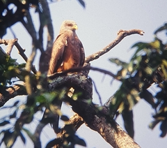 Milvus migrans parasitus