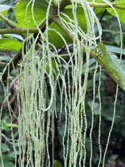 Myriocarpa longipes