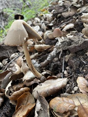 Psathyrella longipes