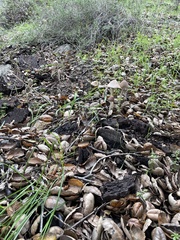 Psathyrella longipes