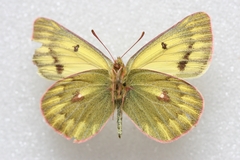 Colias ladakensis
