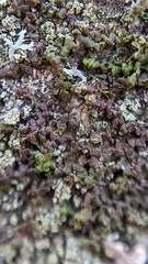 Frullania dilatata
