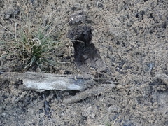 Odocoileus virginianus clavium