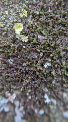 Frullania dilatata