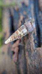 Alinda biplicata