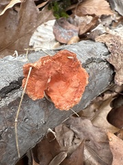 Trametes cinnabarina