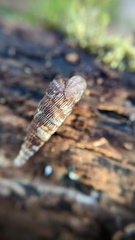Alinda biplicata