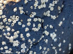 Chthamalus stellatus