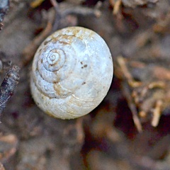 Euomphalia strigella