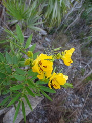 Senna chapmanii