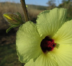 Hibiscus diversifolius diversifolius