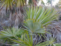 Leucothrinax morrisii