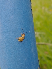 Coleoptera