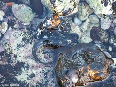 Parablennius parvicornis