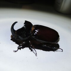 Oryctes nasicornis corniculatus