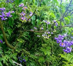 Solanum dulcamaroides