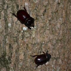 Oryctes nasicornis corniculatus