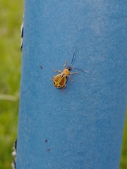 Coleoptera