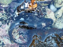 Parablennius parvicornis