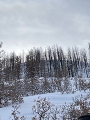 Pseudotsuga menziesii