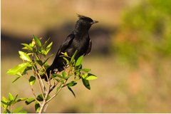 Knipolegus lophotes