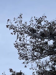 Pseudotsuga menziesii