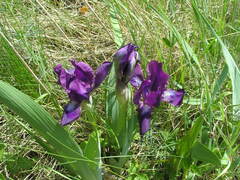 Iris aphylla