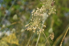 Allium flavum tauricum