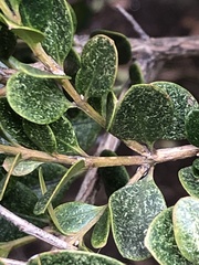 Eurytetranychus buxi