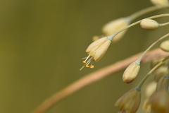 Allium flavum tauricum