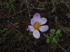 Crocus nivalis