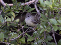 Camptostoma obsoletum